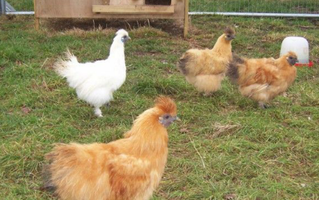 Pigeons Farm