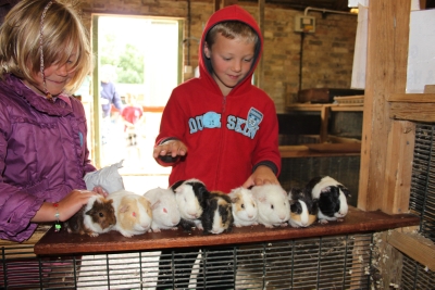 Pigeons Farm