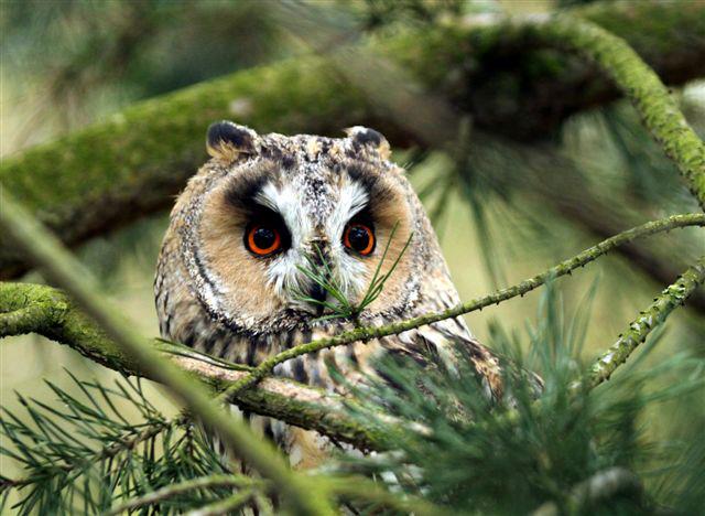 The Raptor Foundation