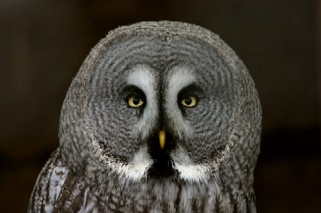The Raptor Foundation