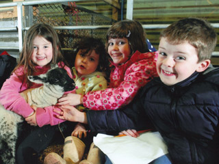 Pigeons Farm