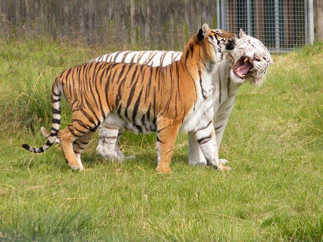 Hamerton Zoo Park