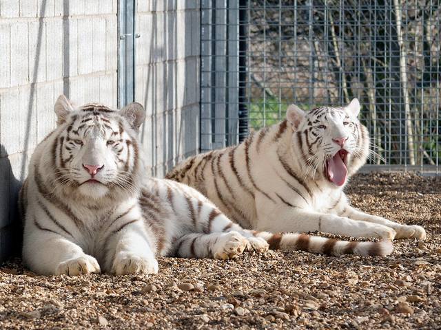 Hamerton Zoo Park