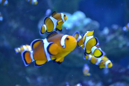 Sealife Adventure