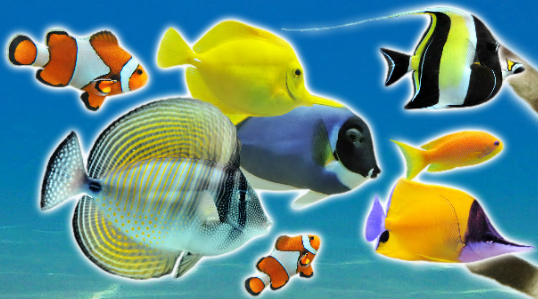 Sealife Adventure
