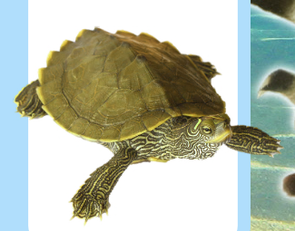 Sealife Adventure