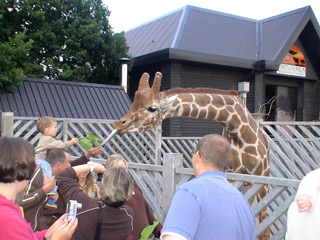 Colchester Zoo