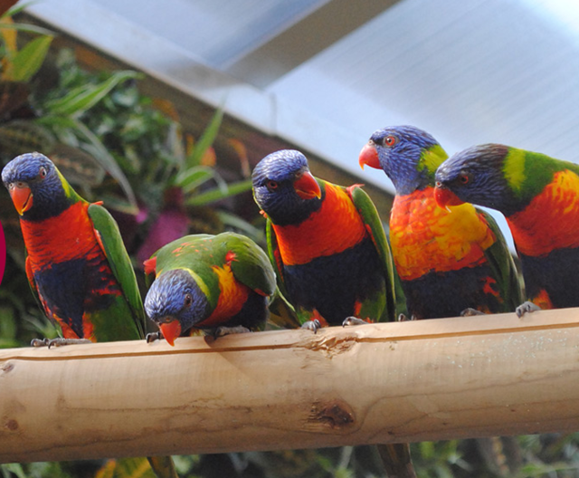 Colchester Zoo
