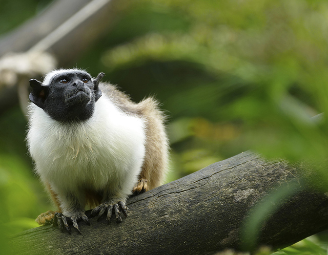 Colchester Zoo