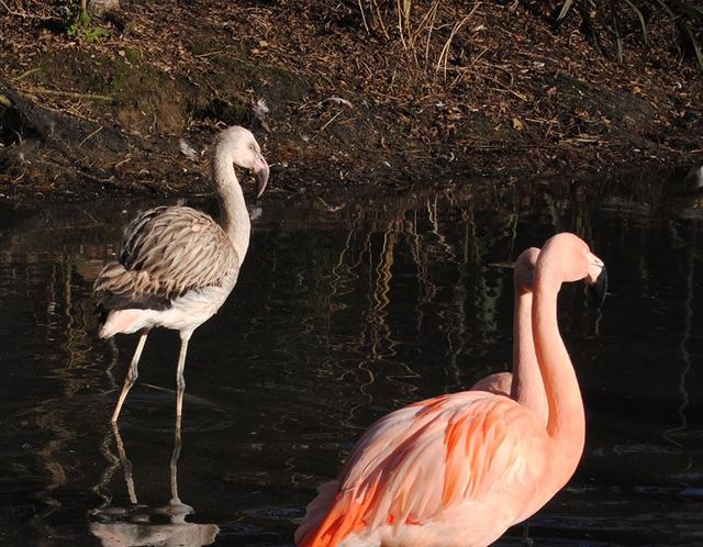 Colchester Zoo