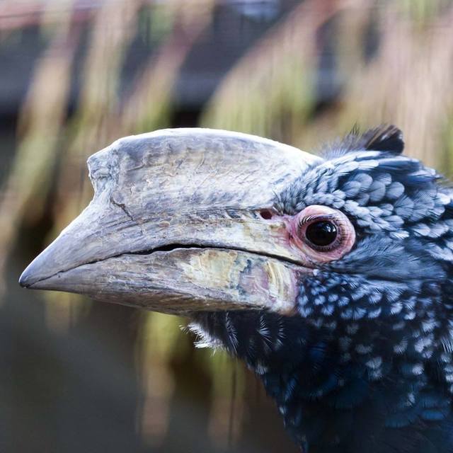 Tropical Wings World of Wildlif
