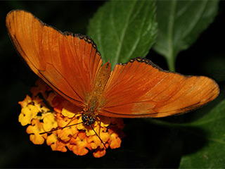 Tropical Wings World of Wildlif