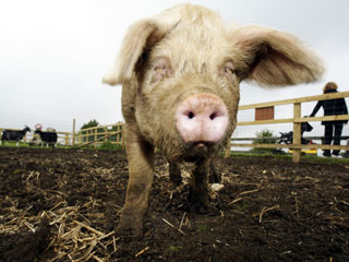 Lee Valley Park Farms