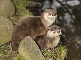 Shepreth Wildlife Park