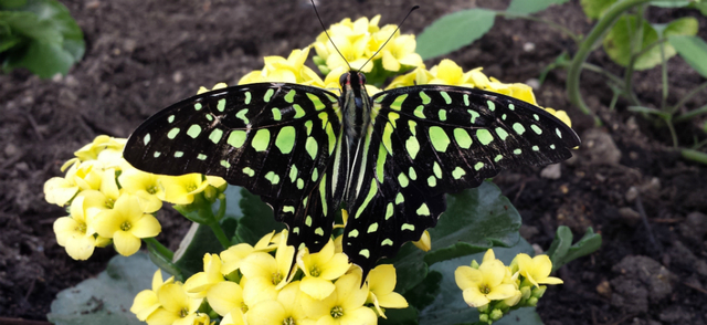Butterfly World