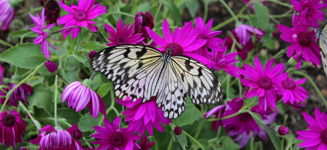 Butterfly World