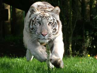 Paradise Wildlife Park
