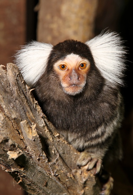 Shepreth Wildlife Park