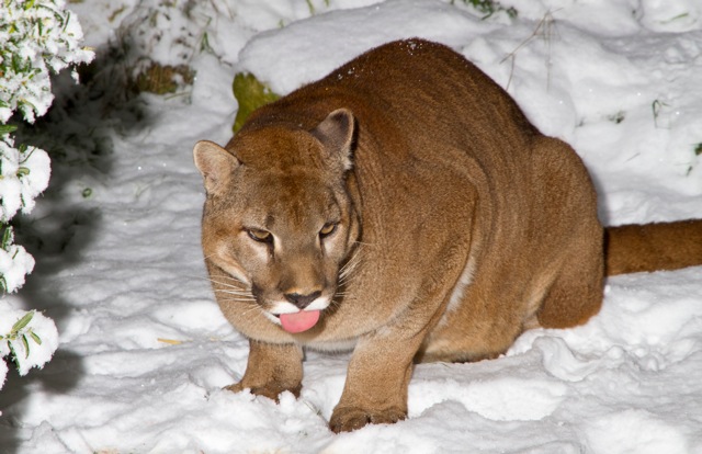 Shepreth Wildlife Park