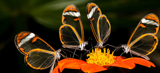 Butterfly World