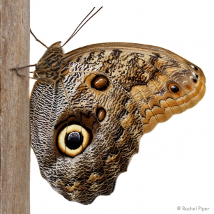 Butterfly World