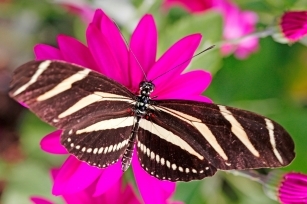 Butterfly World