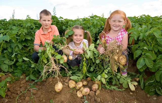 Willows Farm