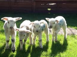 Farmyard Funworld