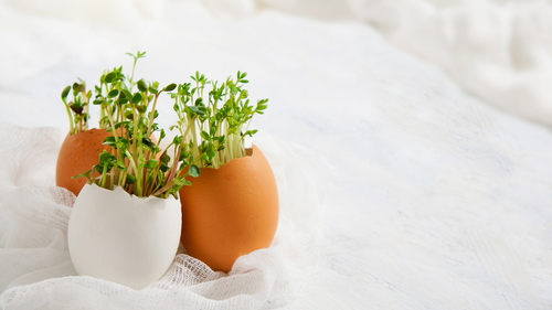 Hairy cress eggheads