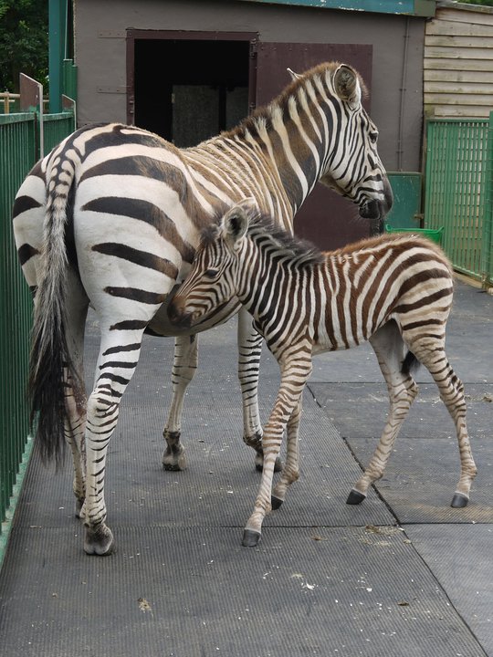 Paradise Wildlife Park