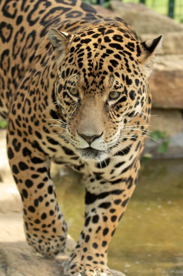 Paradise Wildlife Park