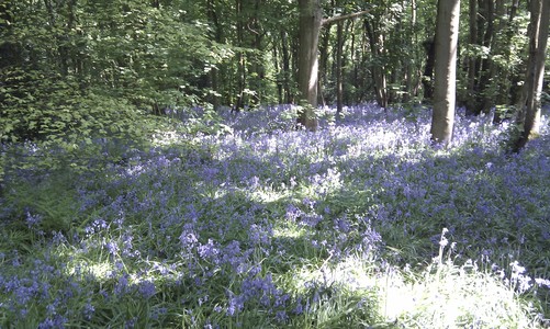 Cassiobury Park