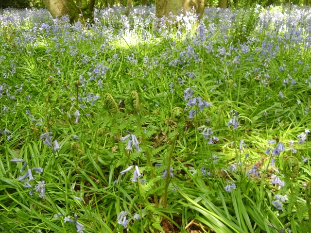 Cassiobury Park