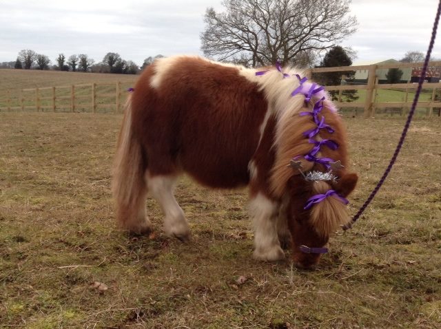 Baylham House Rare Breeds Farm