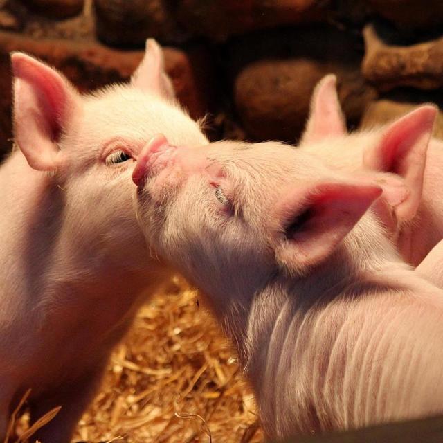 Baylham House Rare Breeds Farm