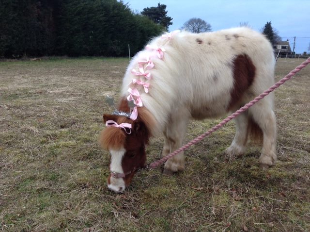 Baylham House Rare Breeds Farm