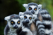 Easter at ZSL