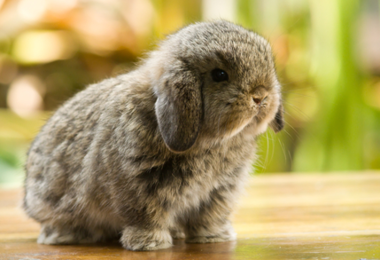 Caring for your rabbit’s teeth