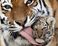 TheZookeeper