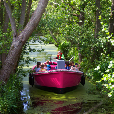 Bewilderwood