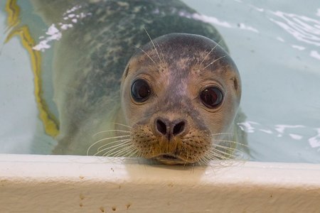 Hunstanton Sea Life Sanctuary