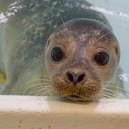 Hunstanton Sea Life Sanctuary