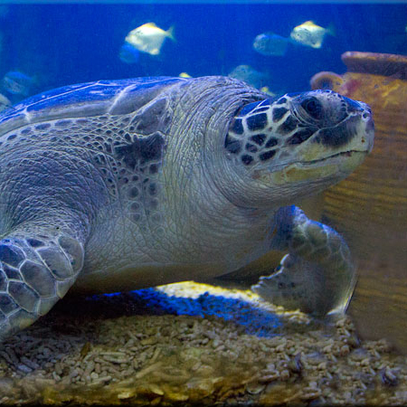Hunstanton Sea Life Sanctuary