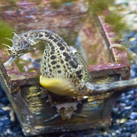 Hunstanton Sea Life Sanctuary