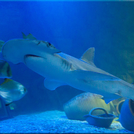 Hunstanton Sea Life Sanctuary