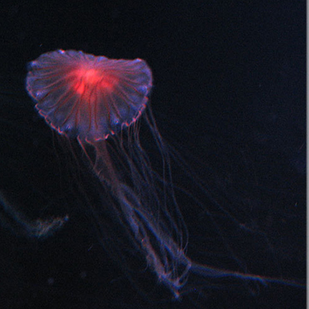 Hunstanton Sea Life Sanctuary