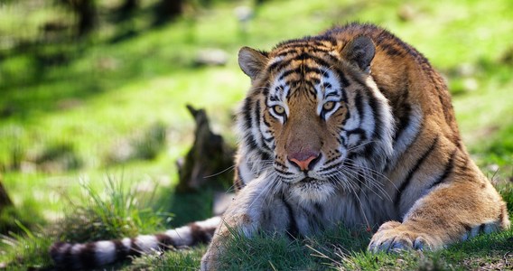 Highland Wildlife Park
