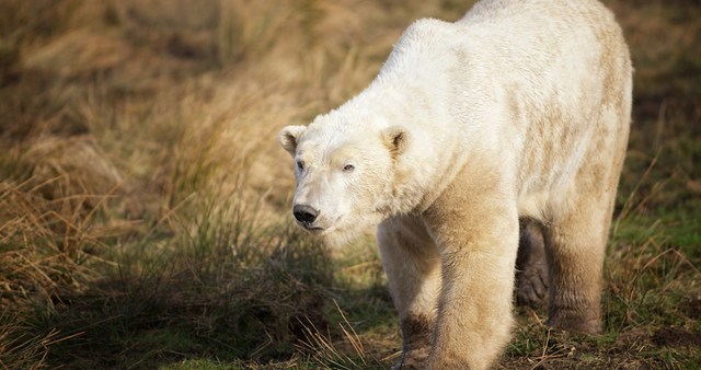 Highland Wildlife Park