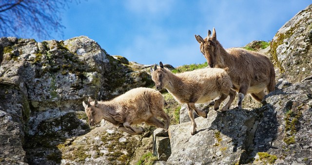 Highland Wildlife Park