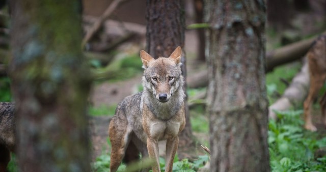 Highland Wildlife Park